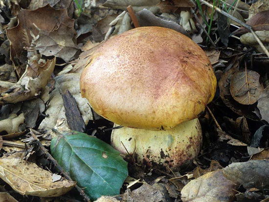 Boletus appendiculatus - Mushroom Species Images